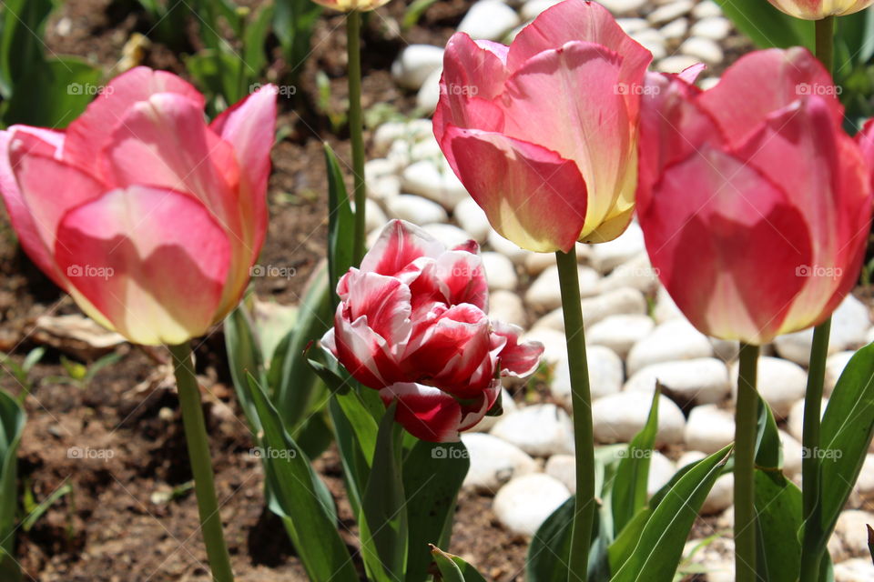 Tulips