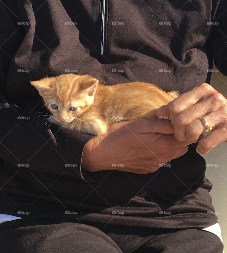 Wild kitten in human arms