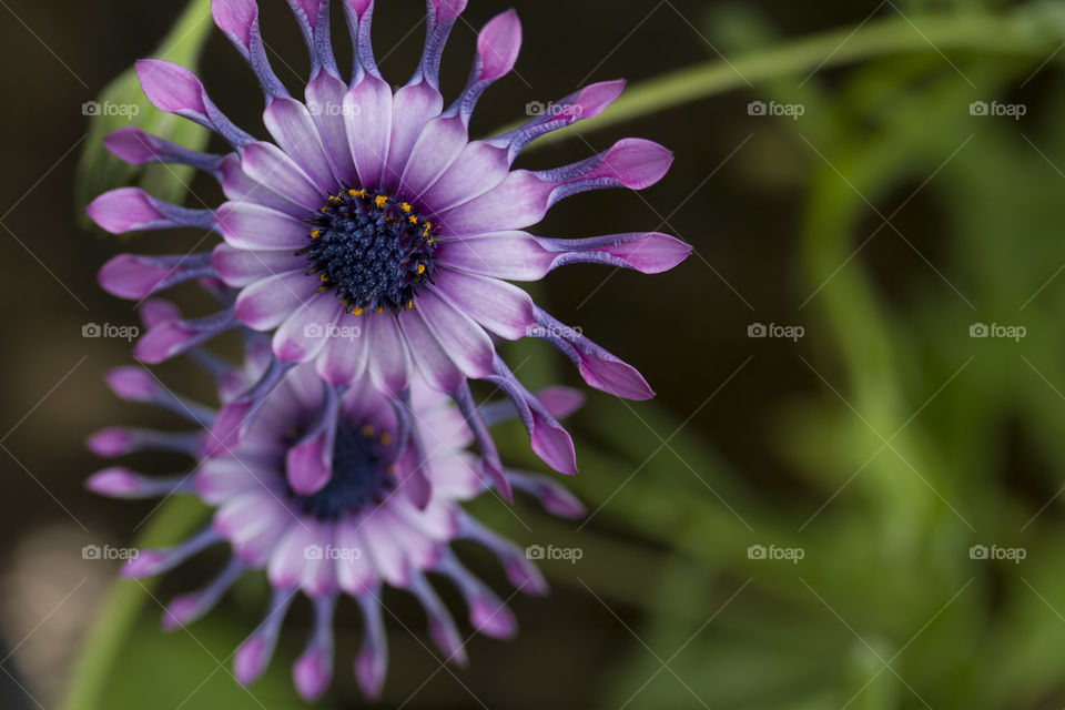African Daisies 