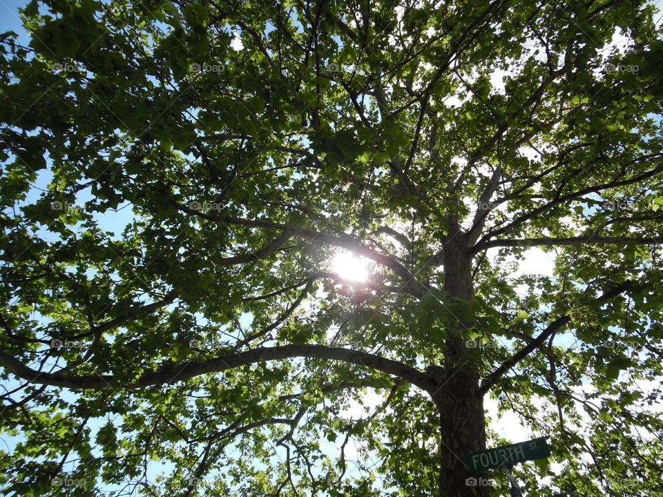 sun through the trees