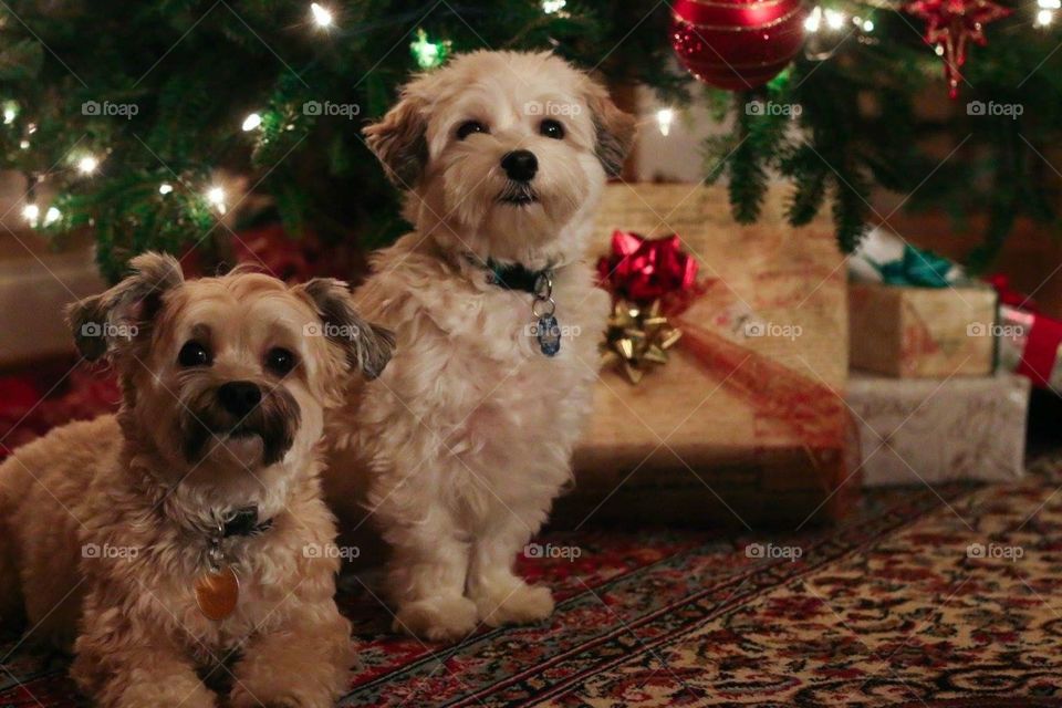 Havanese dogs with Christmas tree and presents.