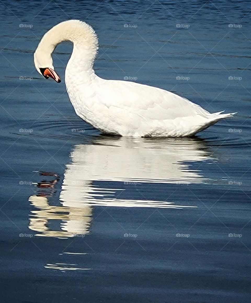 Swan ribbons in the water