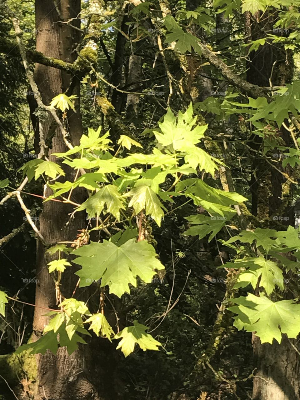 I love this closeup of the leaves