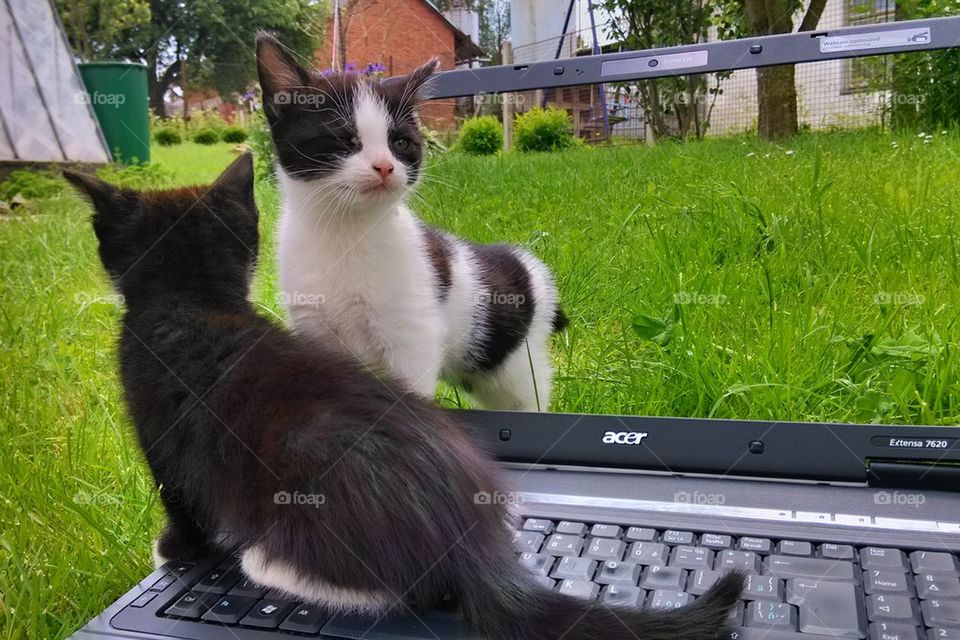 acer cat