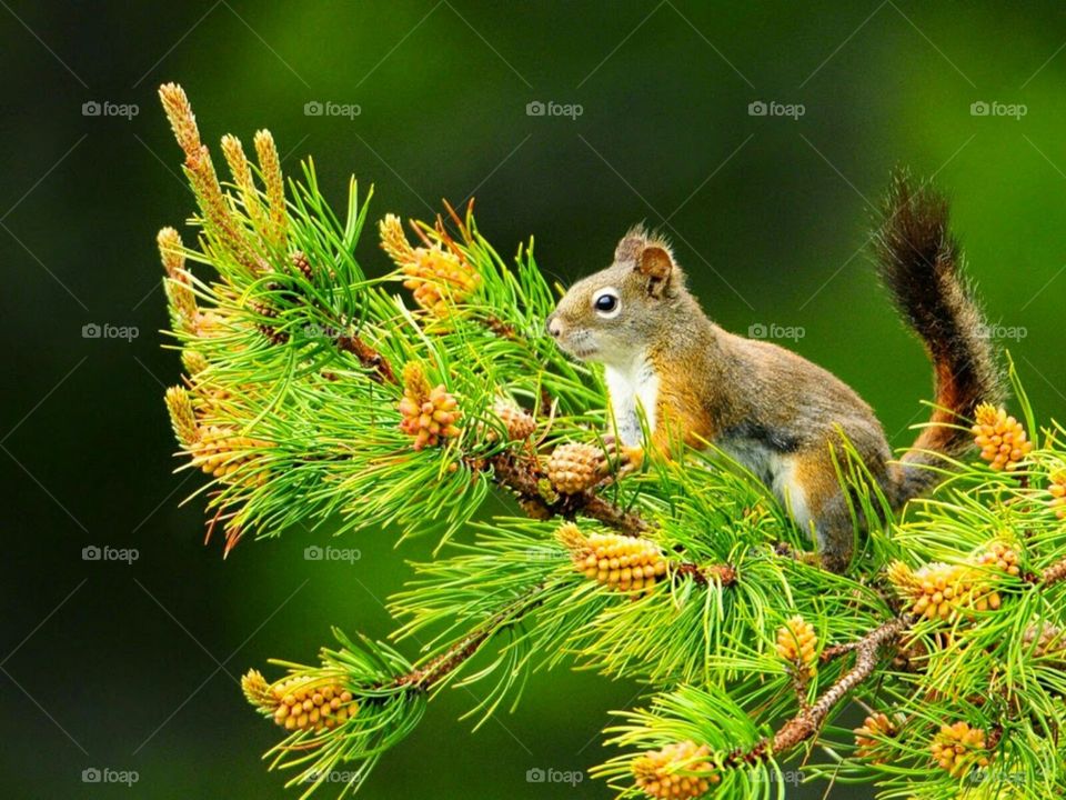 funny squirrel