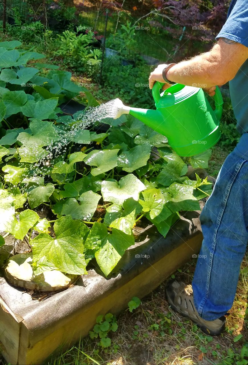 Watering garden with watering can. Droplets frozen in time.
