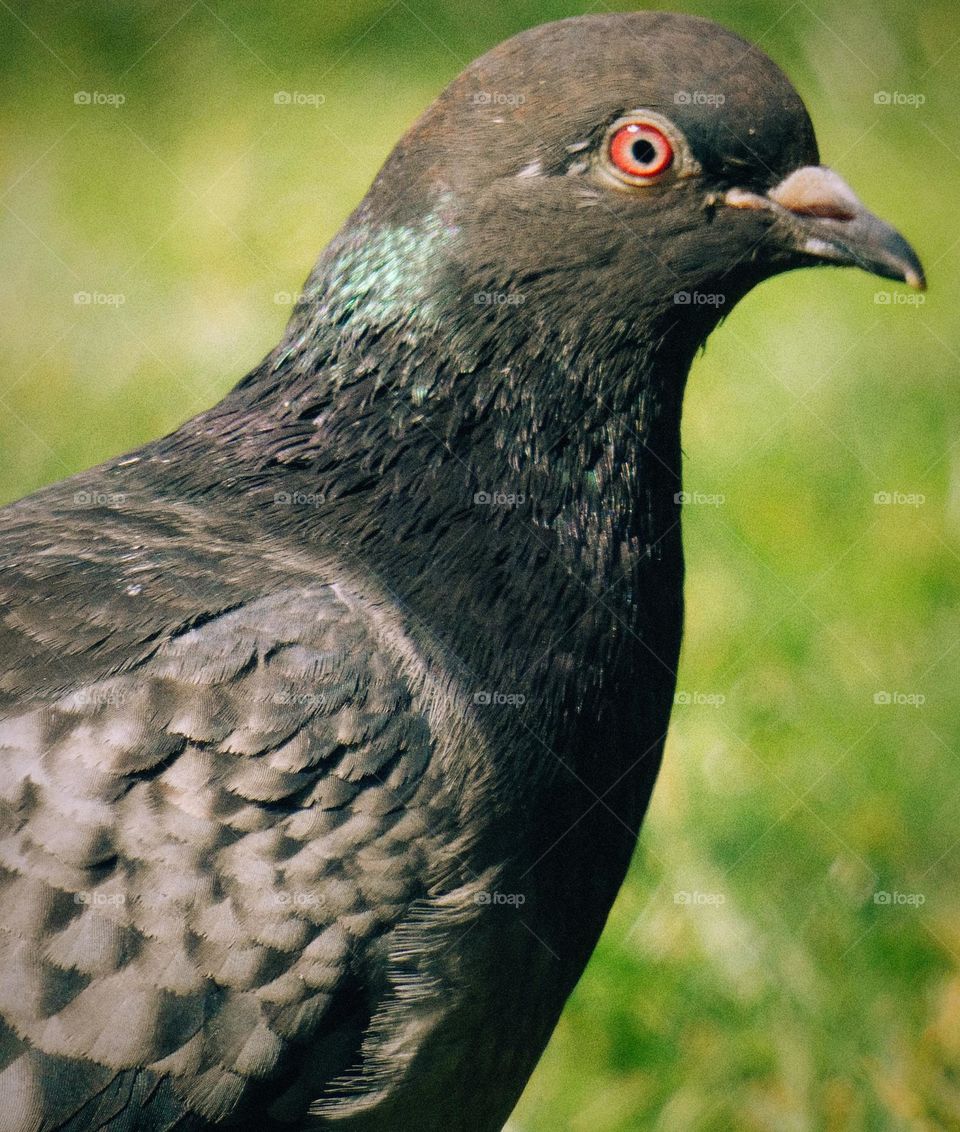 Pigeon staring at Something