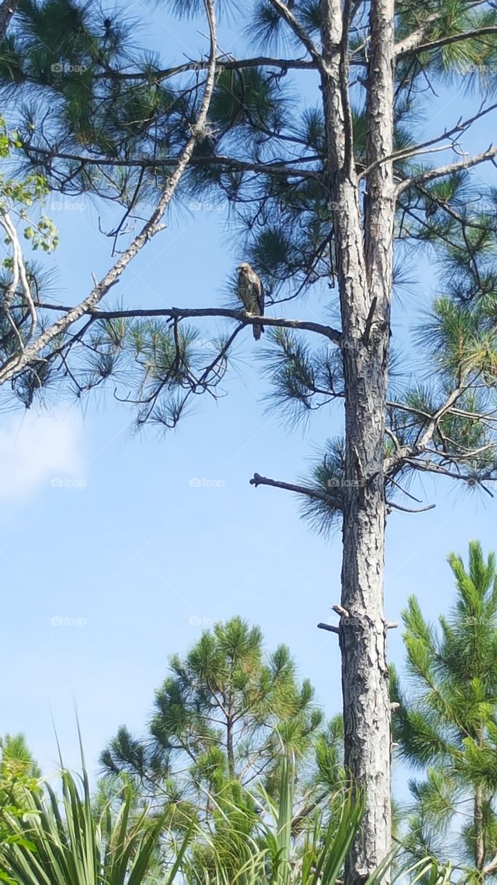 A hawk perches in a tall tree. It perched there each day for several weeks before migrating.