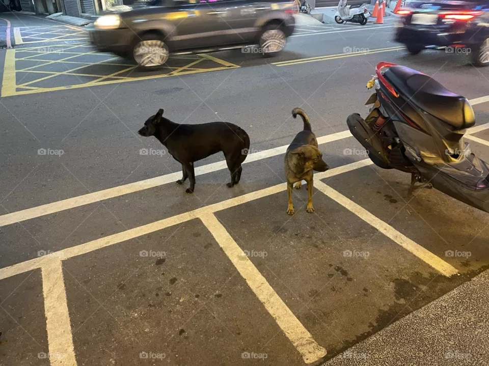 Two stray dogs stand on the side of the road. Beside them are scooters, and in the back are cars zooming past. One of the dogs is black, one is brown. It is nighttime. 