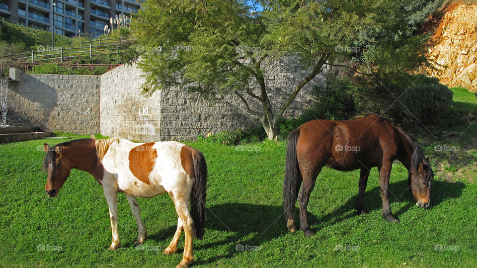 URBAN GRAZING >|< Leonardo Kubrick