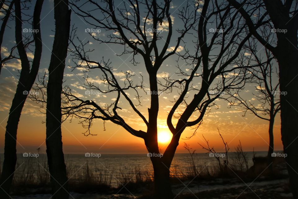 Silhouette of bare trees