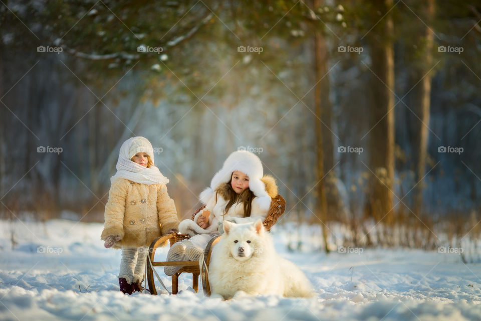 Children playing with the Samoyed dog at cold winter day