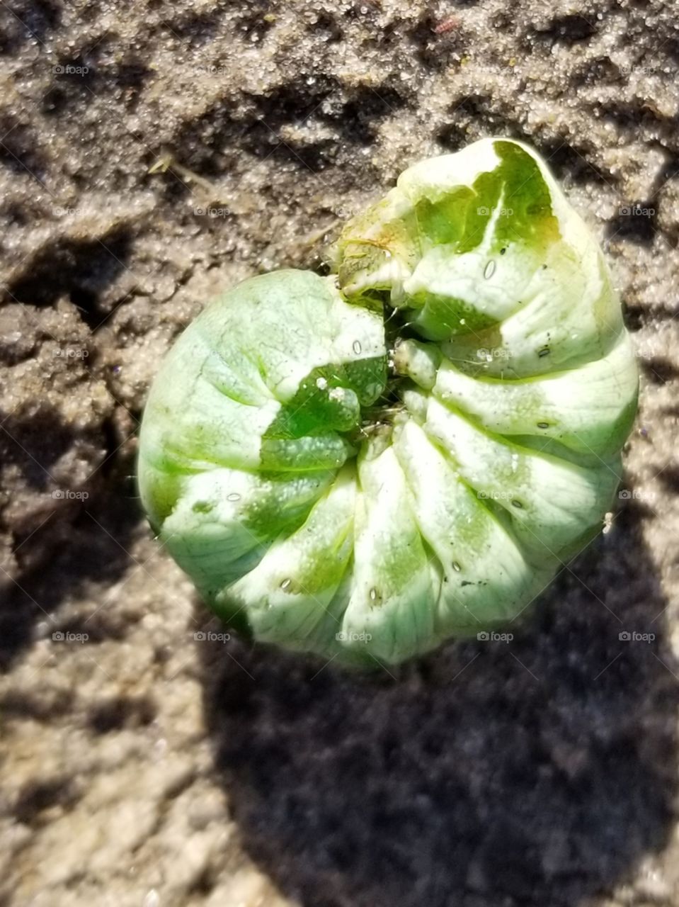 Little green Caterpillar balled up in the garden.