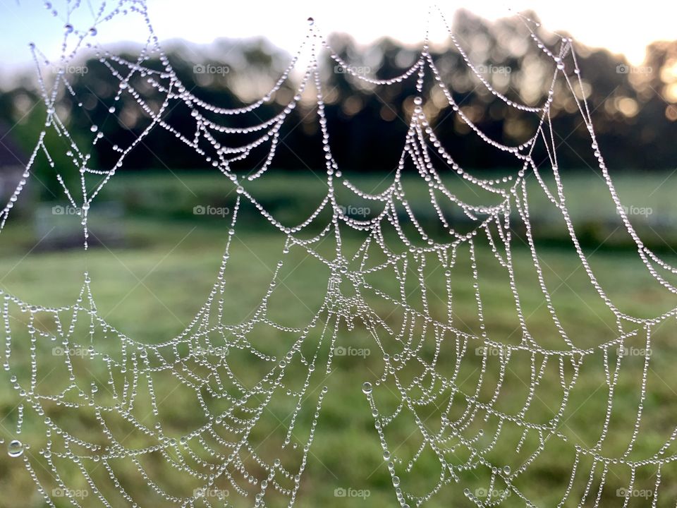 Dewdrops on a spider web against a blurred rural background in summer