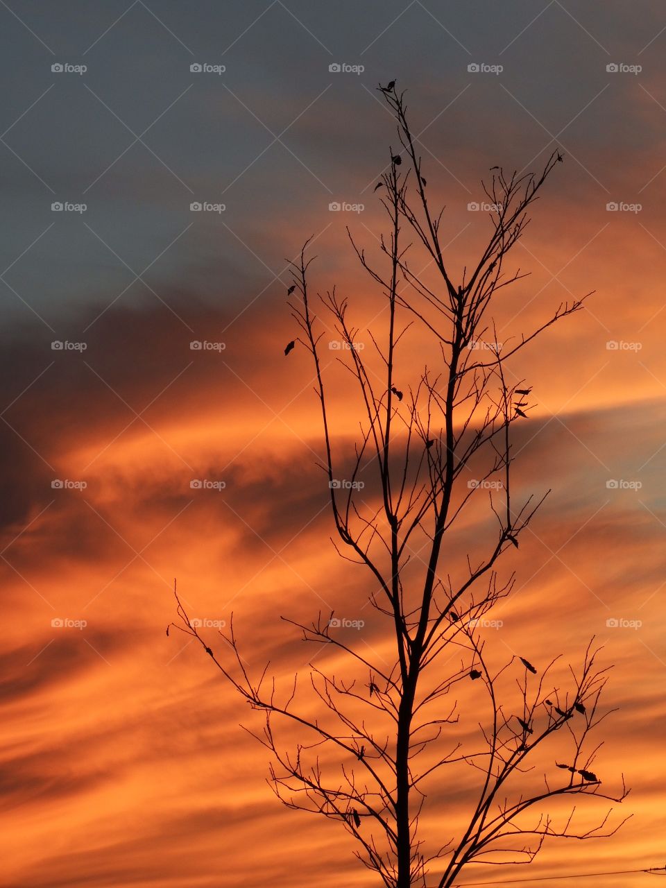 A lone tree at sunset. Captured this shot at a walk in the park one evening