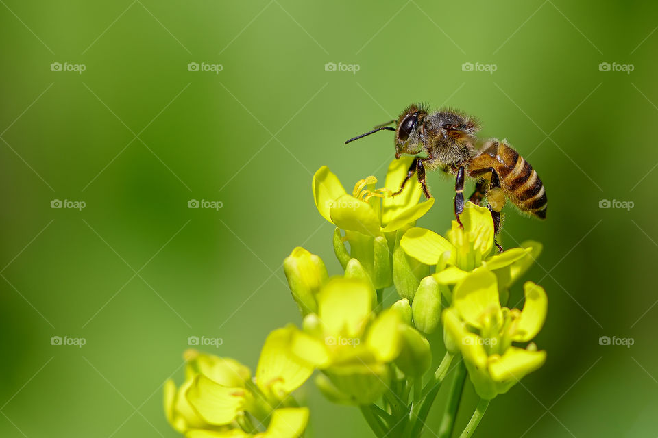 bee on top of flower