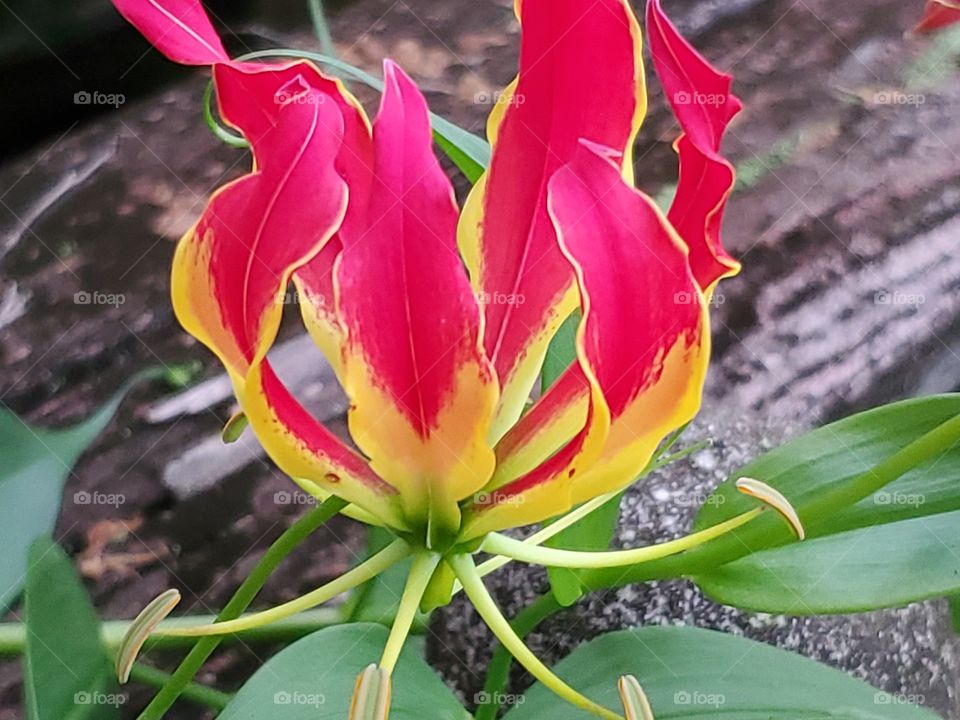 Fire lily