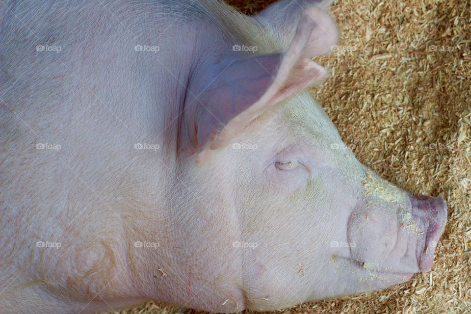 A 4-H pig recovers in his pen at the fairgrounds after a long day at the county fair