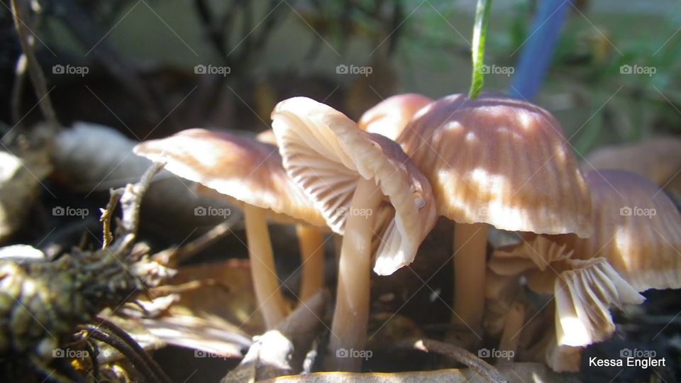 Magical Funghi Forest