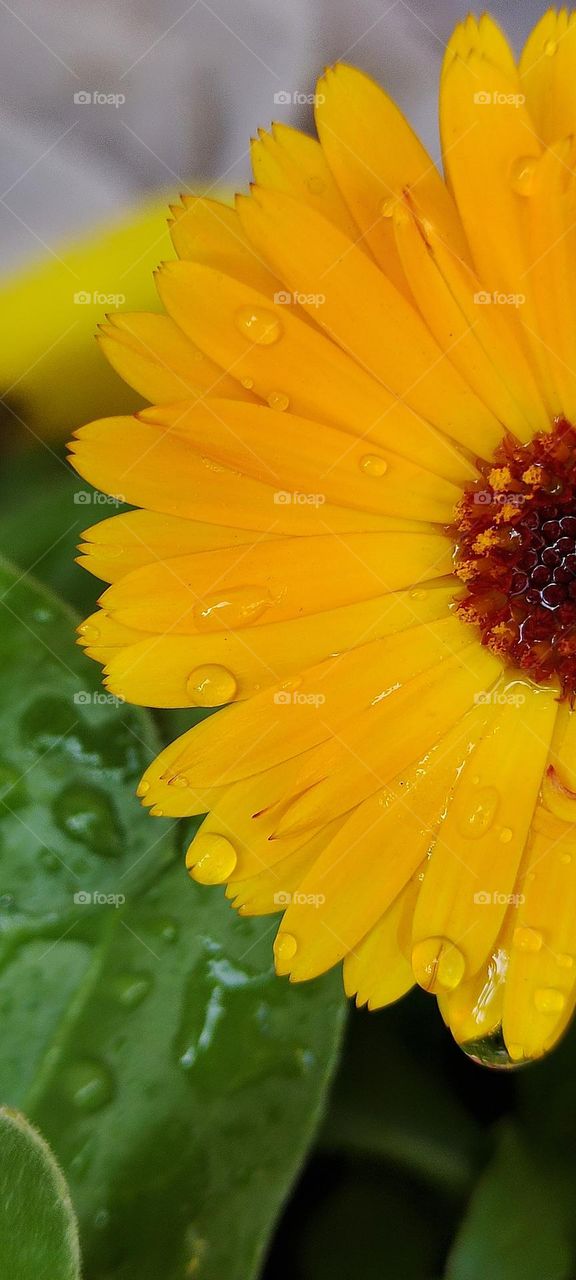 Beautiful bright candula in a garden.