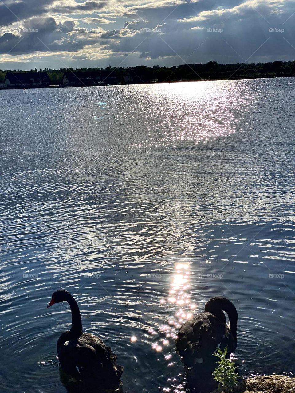 Sun in water reflection and black swans 