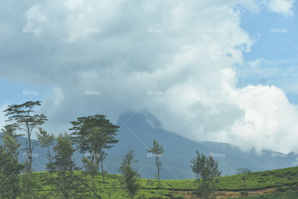 A breathtaking view through a tea astate # clouds come down to kiss and hug the mountains.. # nature  romance