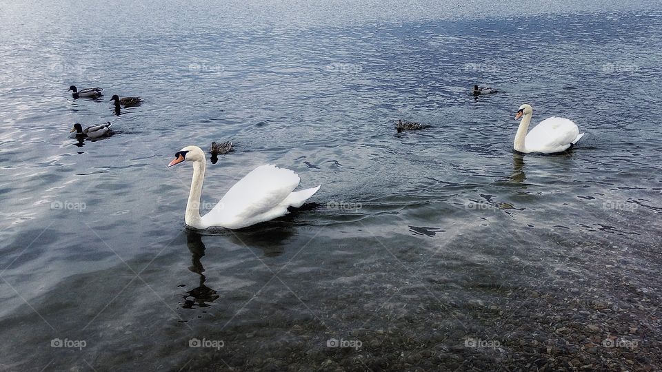 swans in lake 