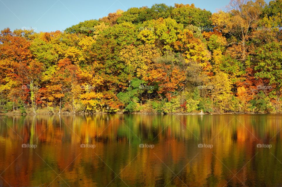 Autumn trees reflecting in lake