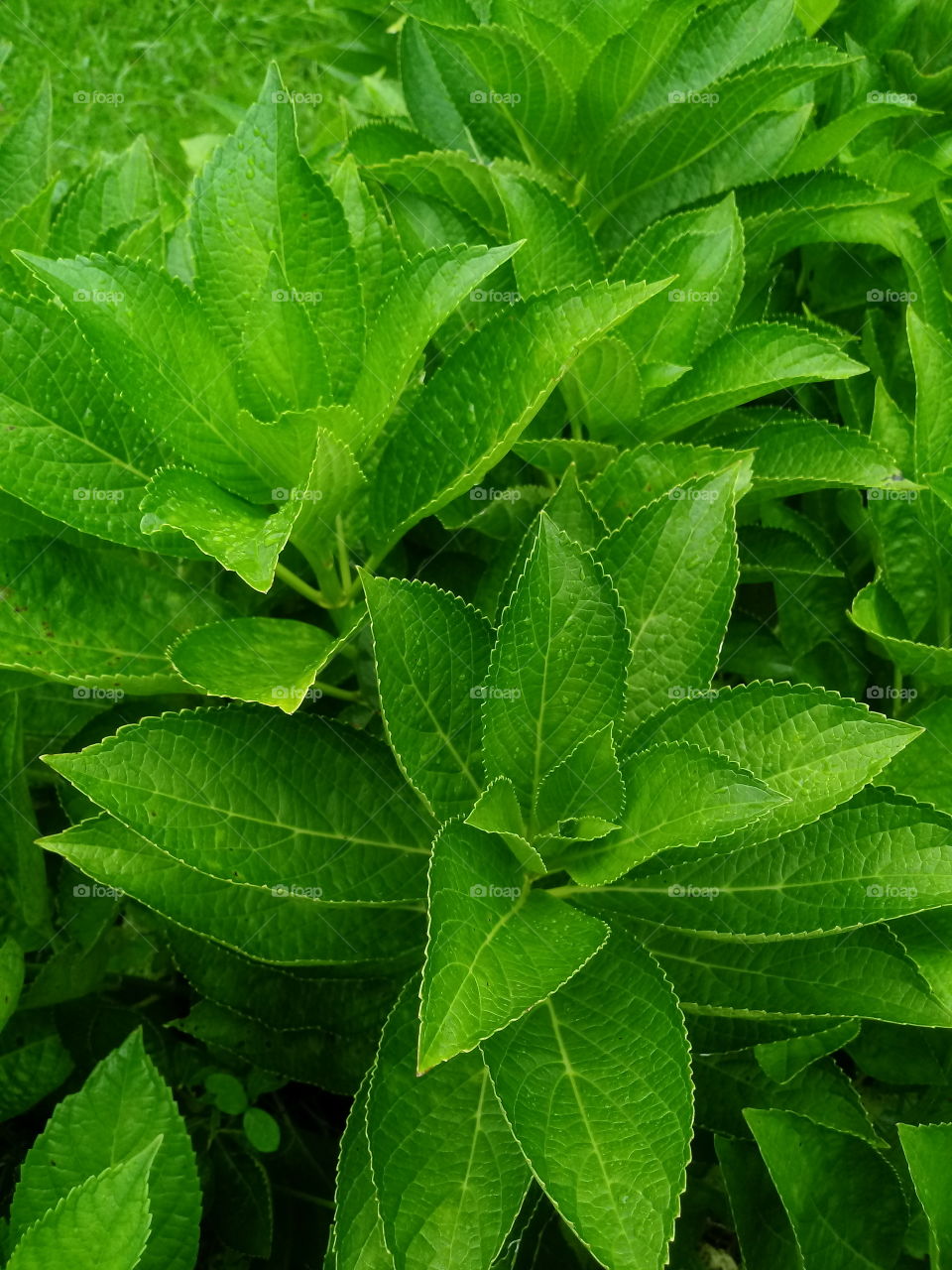 植物、庭、葉、花、環境。