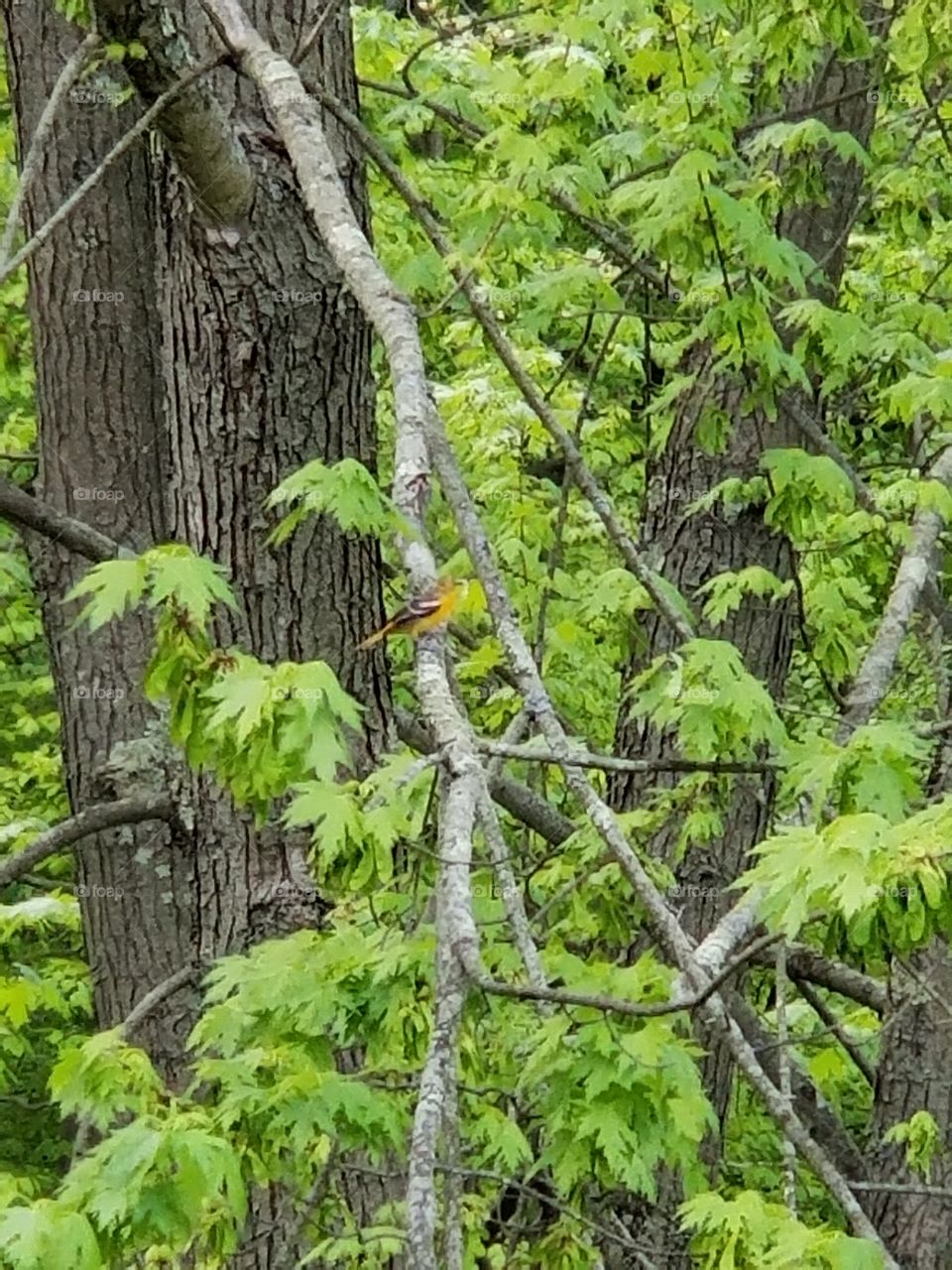 female Oriole in the park