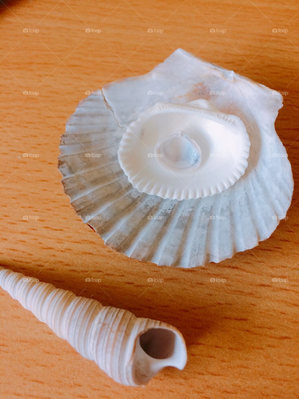 Shells to inspire 