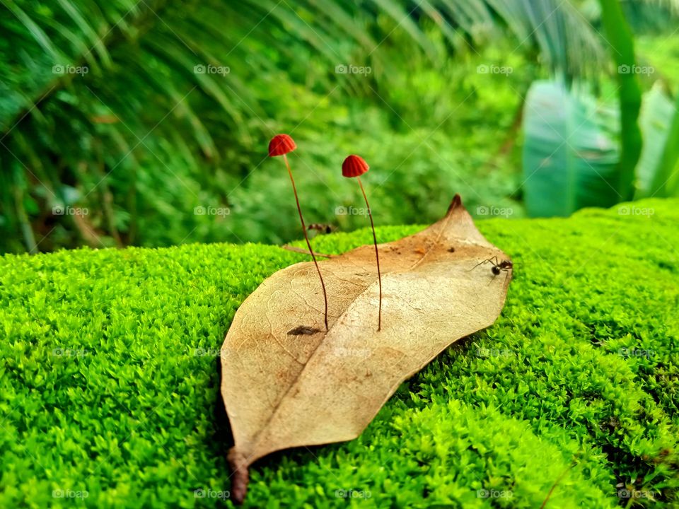 Double mushrooms planted on a leaf