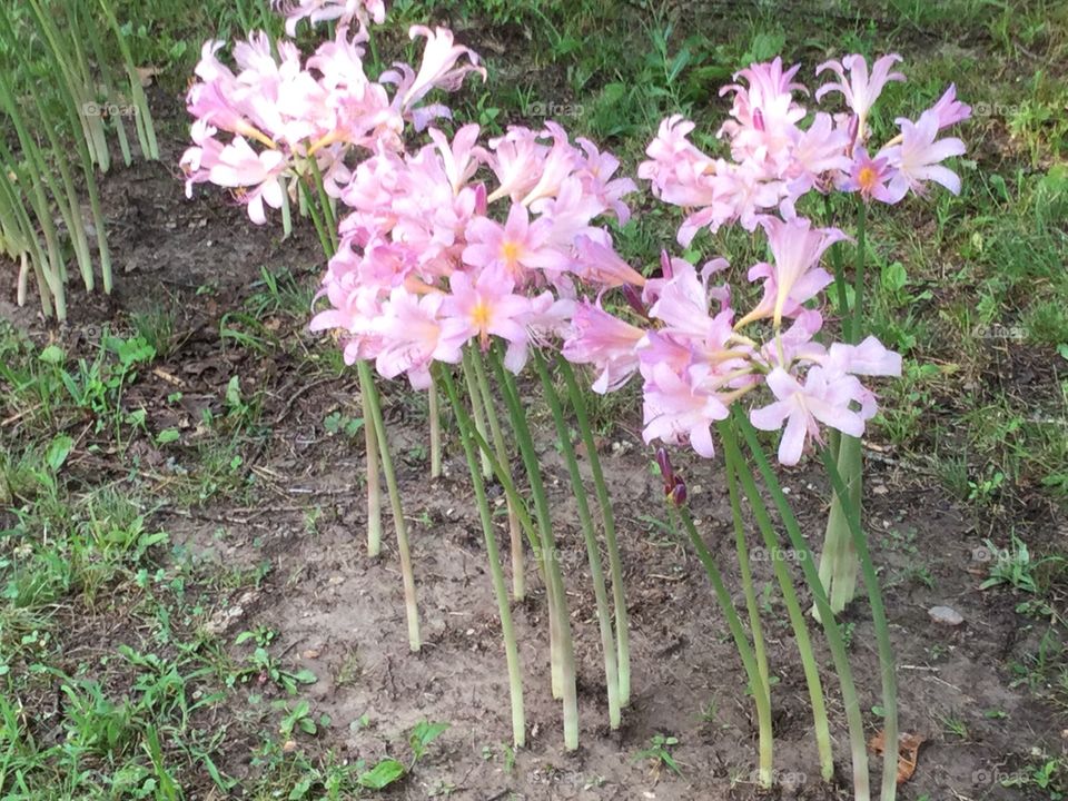 Surprise lilies in a row