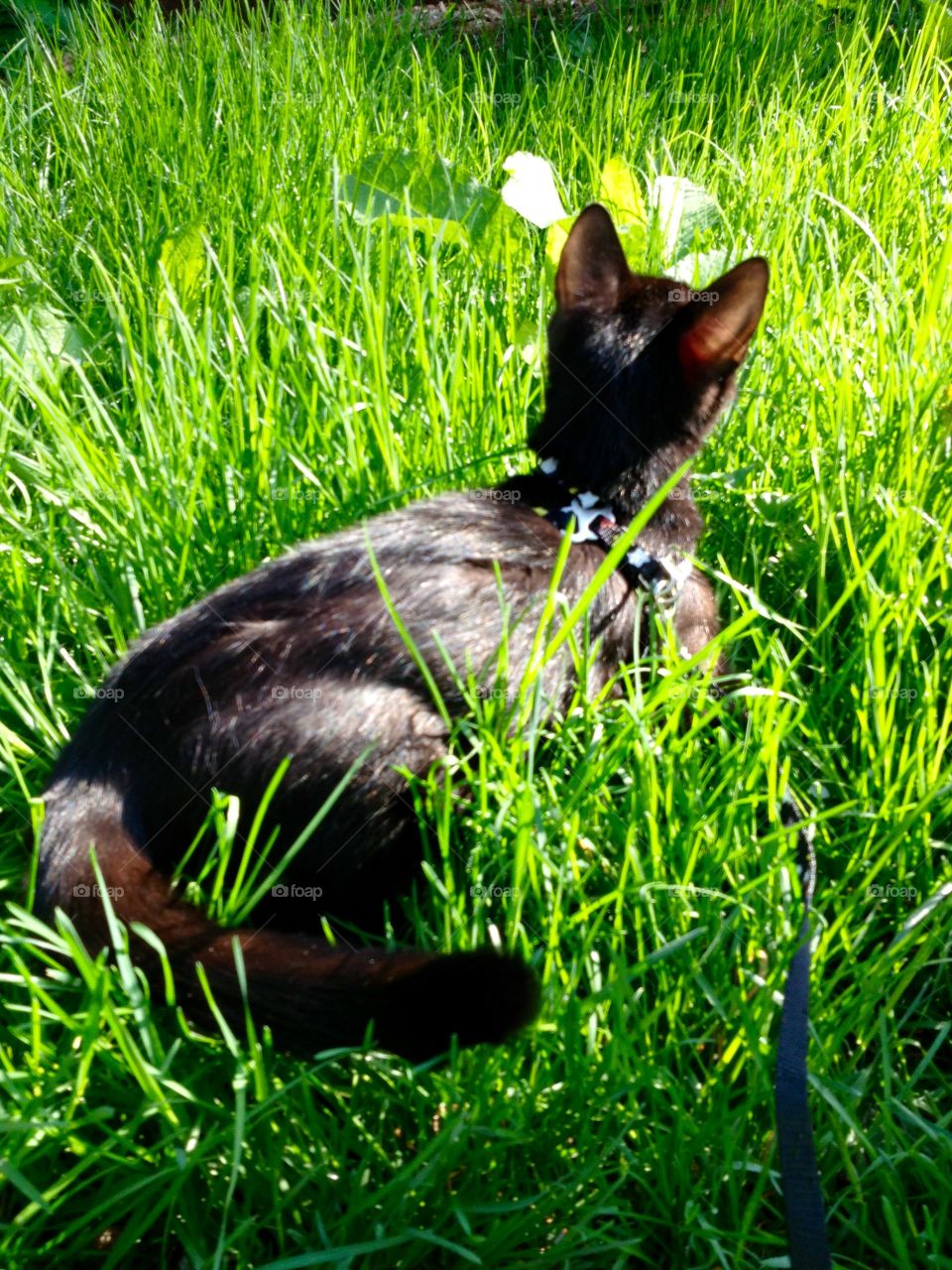 Black cat lying in grass from the back 