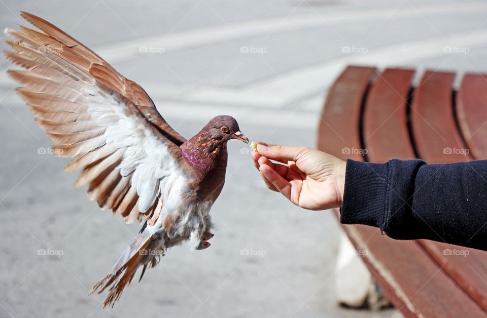 Brown pigeon and food