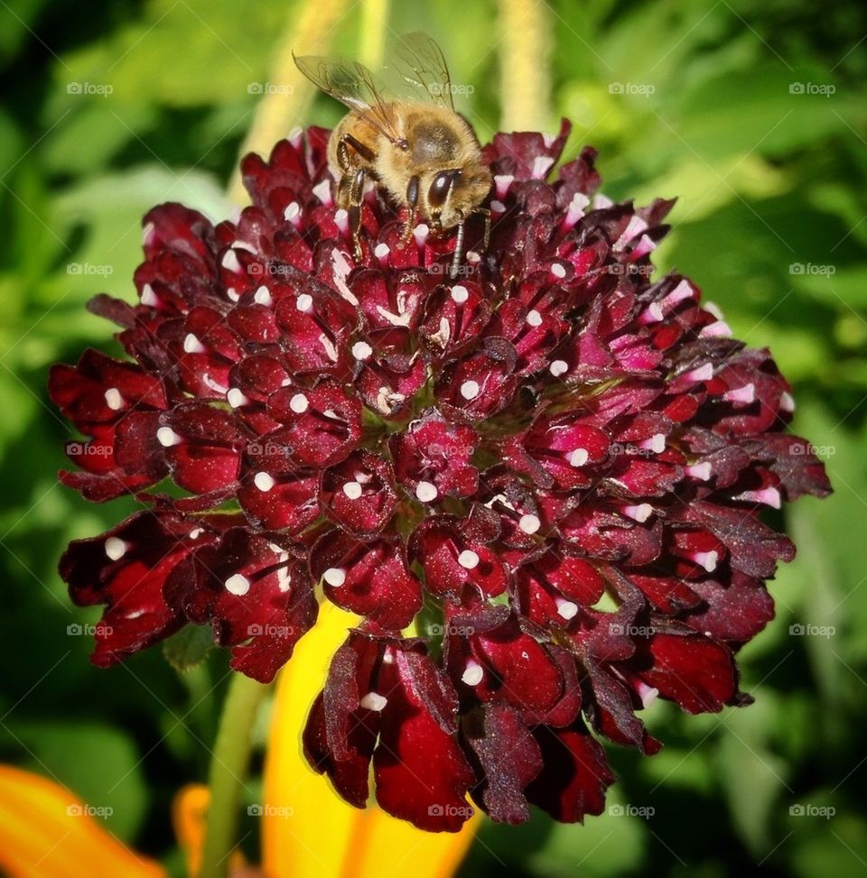 Honey bee on flower
