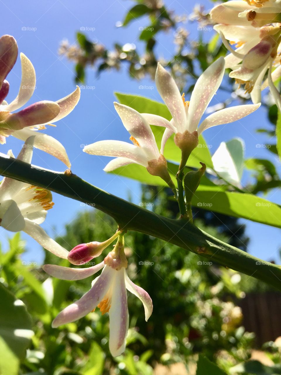 Blooming Lemon 