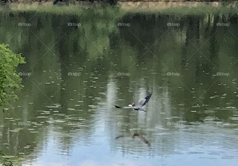 Blue Heron, fish, feeding, heron, crane, reflection, water, flight, flying, bird, wild, nature