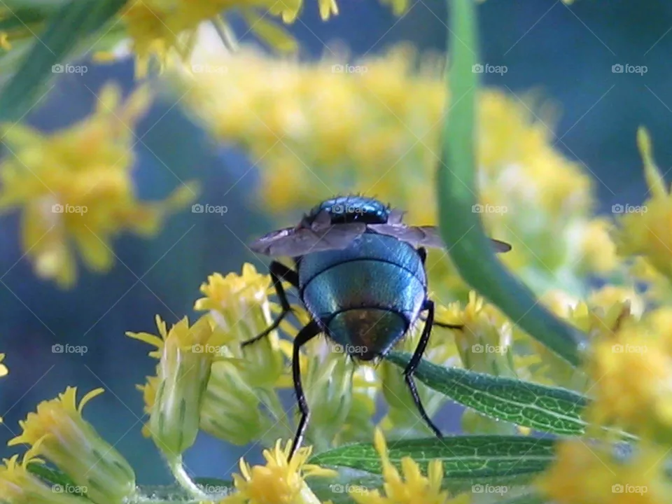 fly