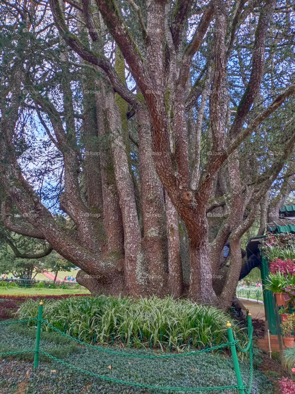tree