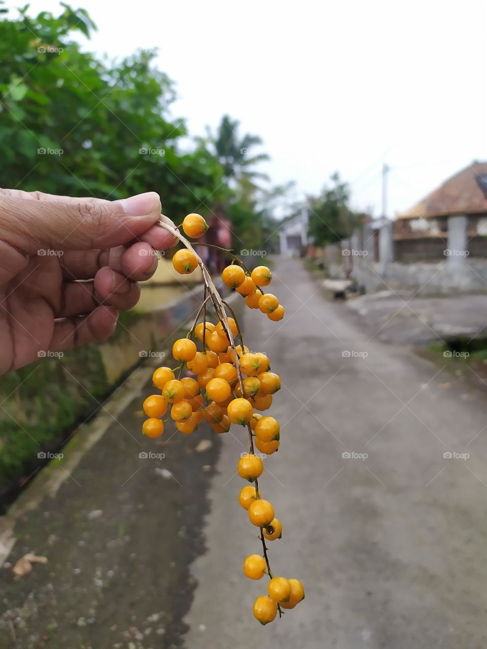 yellow seed flower.