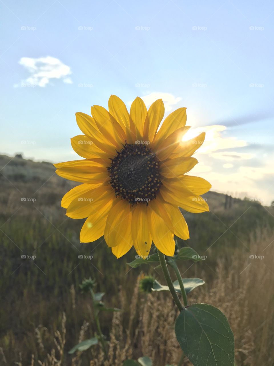 Sunflower sun set