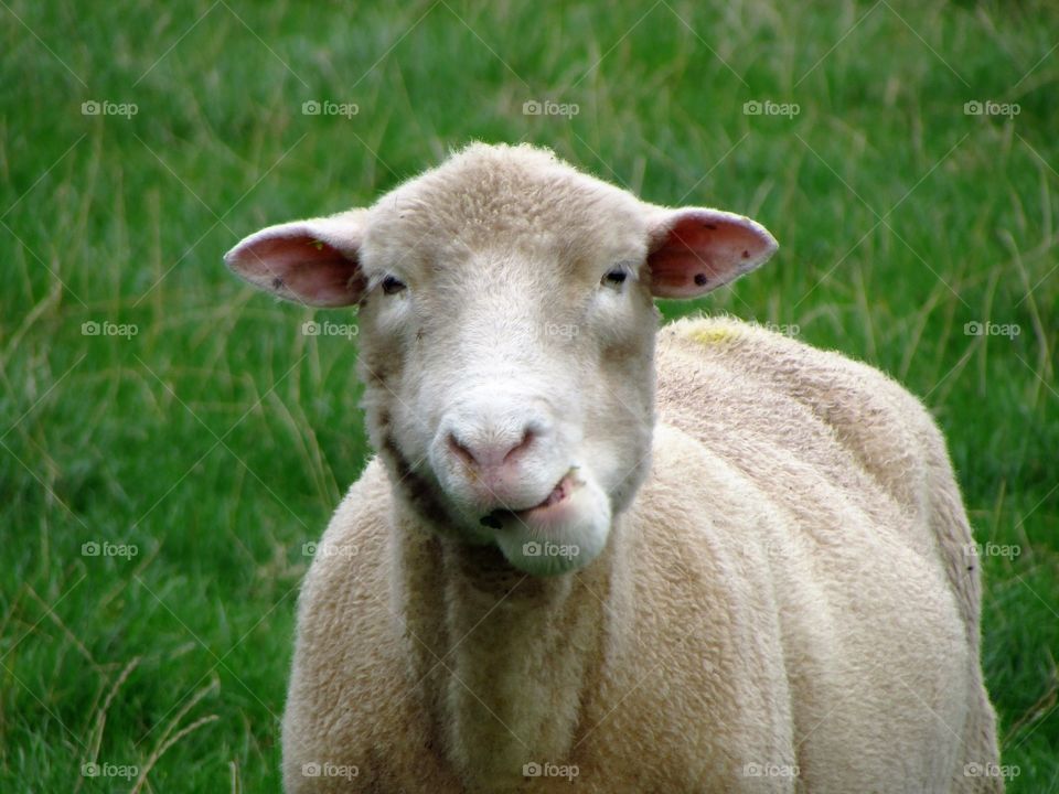 chewing sheep