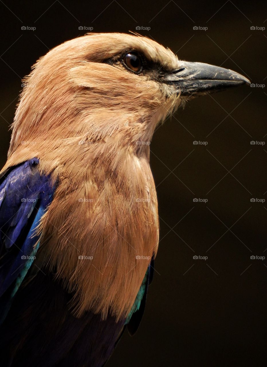 striking bird portrait up close.