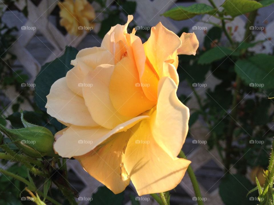 ROSE YELLOW TRELLIS 