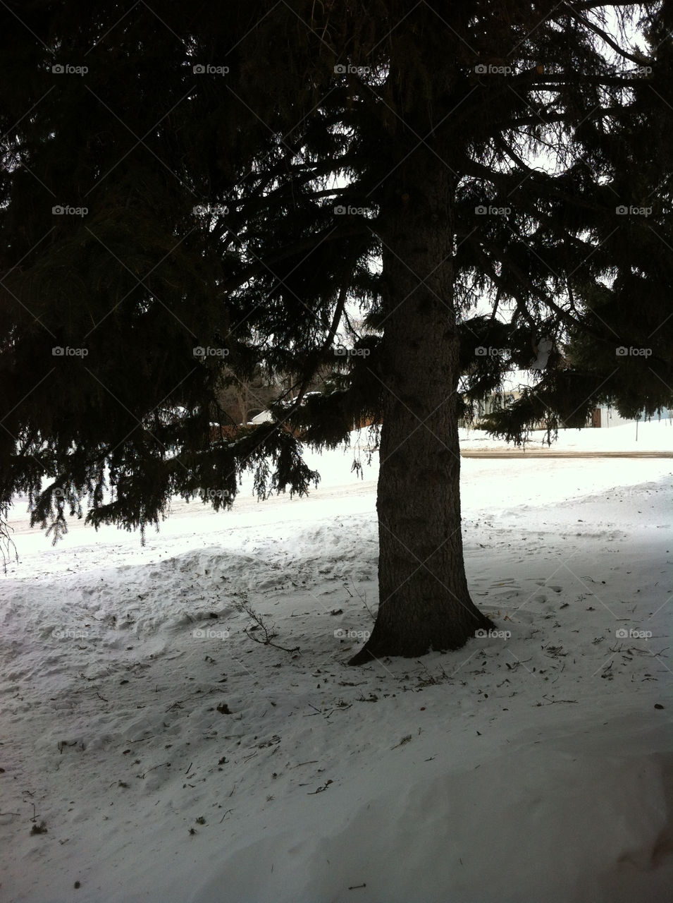 My front yard as seen out the front door.