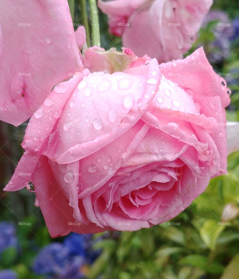 flower Frühling spring Frühjahr blühen blume blühten Blüte rosa pink schön love liebe Rose
