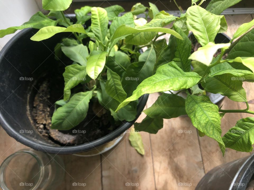 Lemon Floor Plant | HD Plant Photography for Nature Lovers