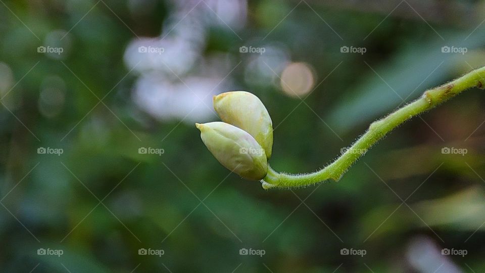 beautiful white flower buds