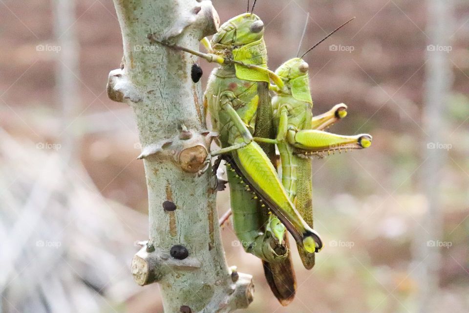 grasshopper mating process